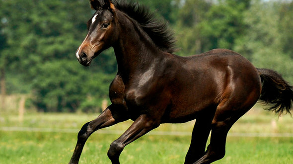 LI_fructaan_gehalte (1).jpg